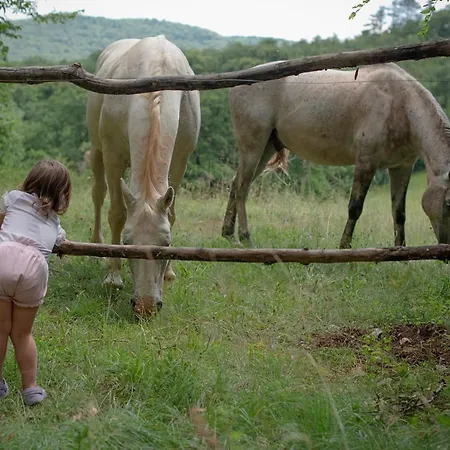 Tmbin's Barn - Nature, Horses, Family