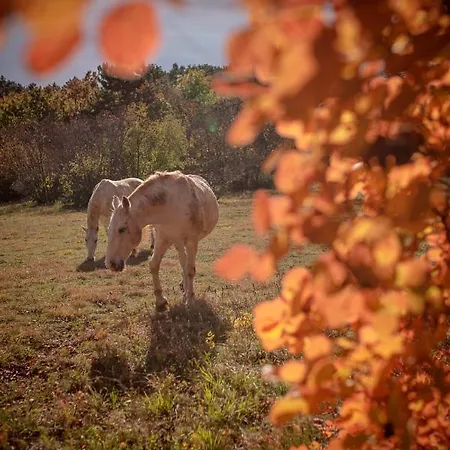 Tmbin's Barn - Nature, Horses, Family * Sezana