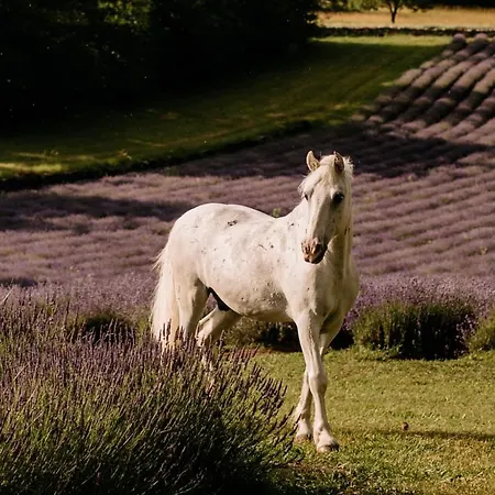 Tmbin's Barn - Nature, Horses, Family Σπίτι διακοπών
