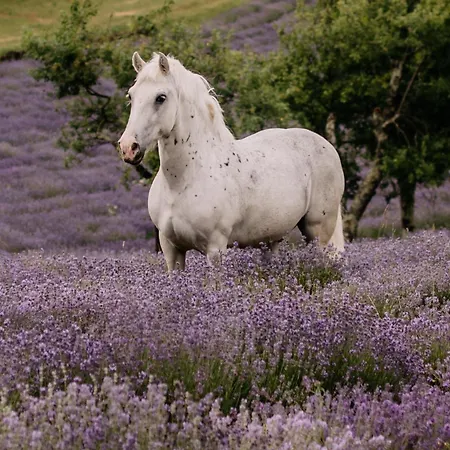 Tmbin's Barn - Nature, Horses, Family Σπίτι διακοπών *