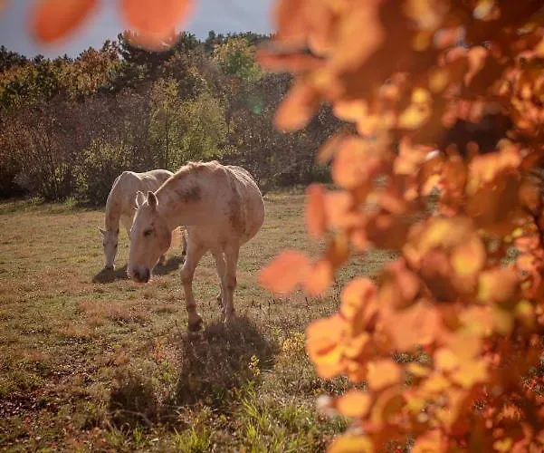 Tmbin's Barn - Nature, Horses, Family * Sežana