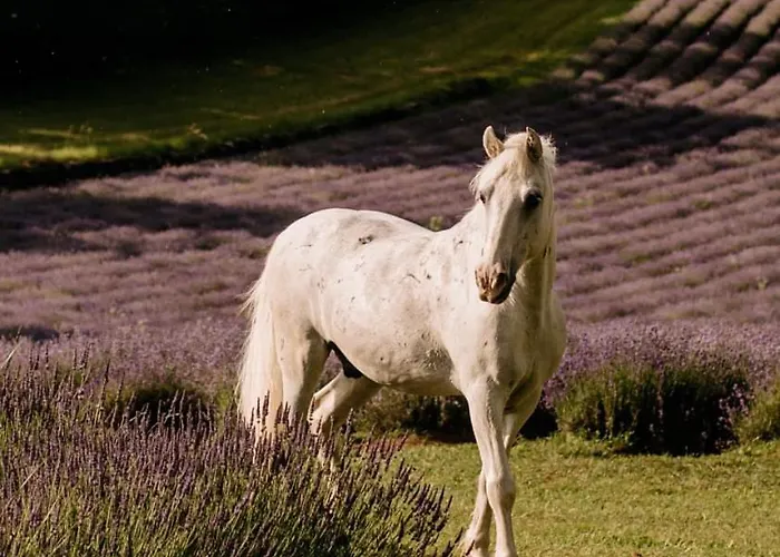 Tmbin's Barn - Nature, Horses, Family Casa vacanze