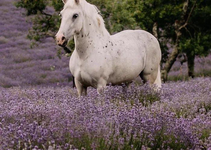 Tmbin's Barn - Nature, Horses, Family Dom wakacyjny *
